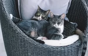 2 grey tabby cats for adoption in san antonio texas – meet koko and pineapple