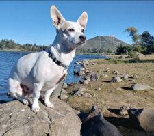 Adopt a Chihuahua in Oceanside CA – Supplies Included – Meet Dennis