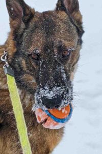 german shepherd dog for adoption