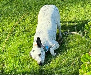 Nothing feels better than green grass on a hot summer day, says spot, a cute 40 pound dalmatian blue heeler mix dog looking for her forever home in las vegas nevada.