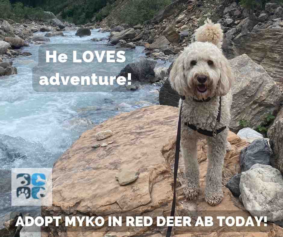 Photo of myko, a blonde miniature australian labradoodle dog for adoption in red deer calgary edmonton alberta