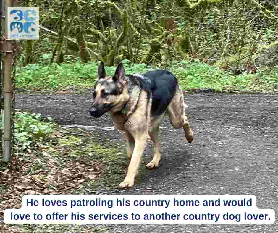 Hansel a german shepherd dog for adoption in corbett oregon