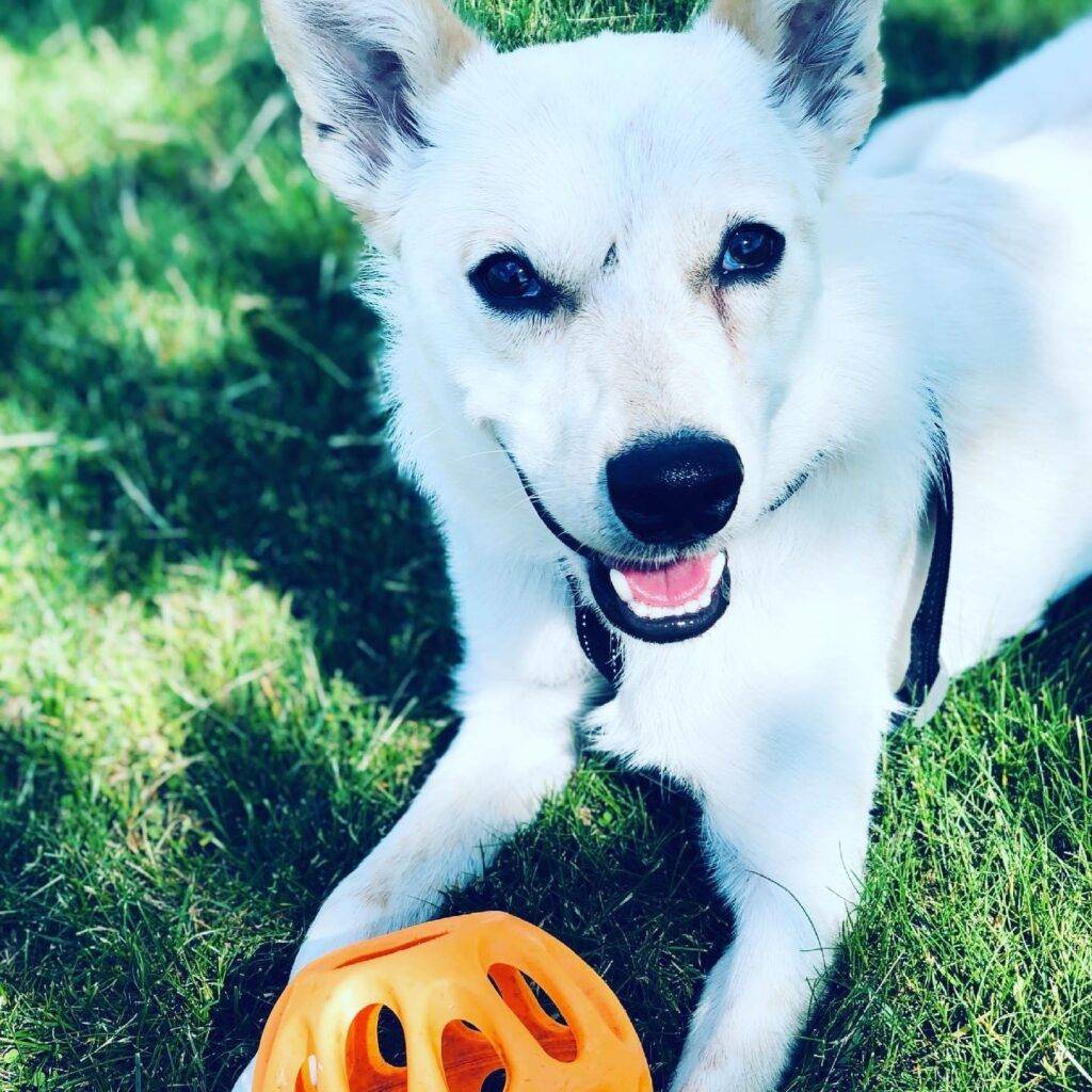 American eskimo dog australian cattle dog mix for adoption in philadelphia – supplies included – adopt banksy
