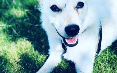 American eskimo dog australian cattle dog mix for adoption in philadelphia – supplies included – adopt banksy