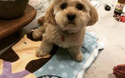Adopted – maltipoo for adoption in baton rouge louisiana – supplies included – adopt teddy