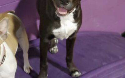 Lovely obedience trained amstaff rottweiler mix dog for adoption in atlanta ga – supplies included – adopt luna
