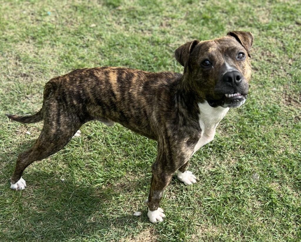 dog for adoption in nashville