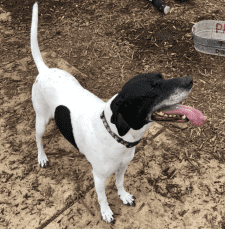 Boris German Shorthaired Pointer GSP Dog For Adoption In San Antonio TX