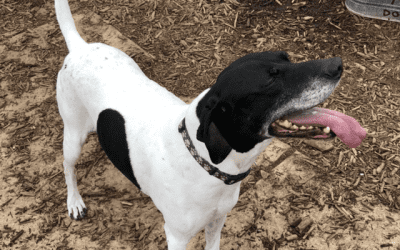 San antonio tx – german shorthaired pointer gsp dog for private adoption – meet boris