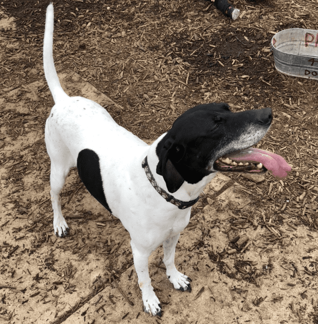 San Antonio TX – German Shorthaired Pointer GSP Dog For Private Adoption – Meet Boris