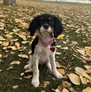 Cavalier king charles spaniel puppy for adoption in calgary