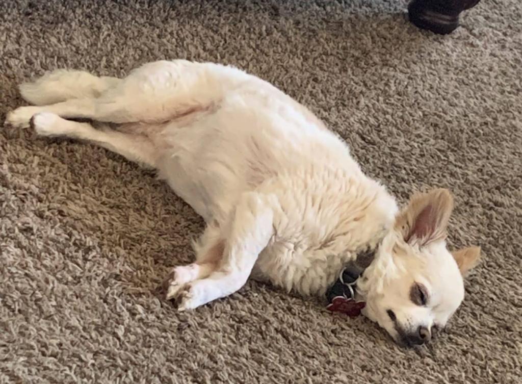 Female longhaired chihuahua dog for adoption in lafayette kokomo indiana