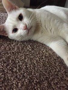 Stunning white cat for adoption in st louis mo – supplies included – adopt mini