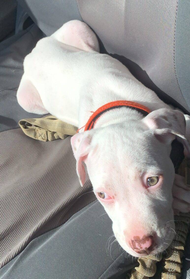 White American Pit Bull Terrier puppy for adoption in San Antonio Texas