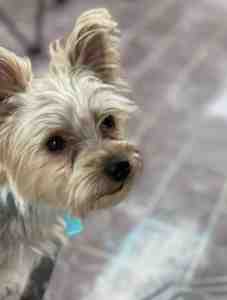 Biggy –  pre-loved yorkie dog for adoption by owner in jacksonville fl
