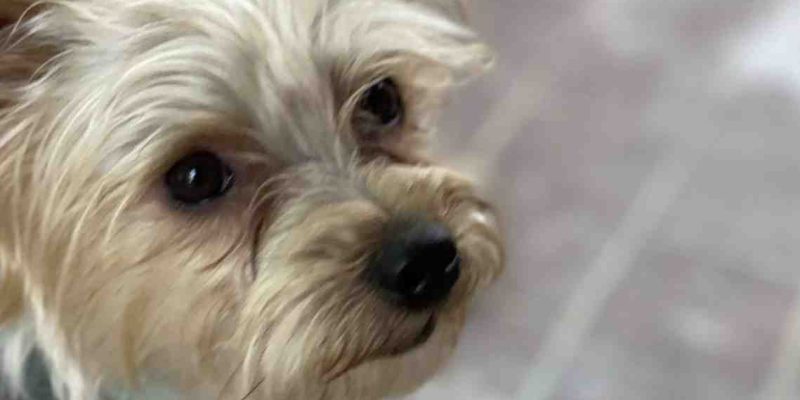 Yorkie dog for adoption