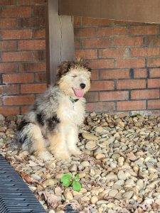 Australian Shepherds For Adoption Near You - Rehome Or Adopt An Aussie Dog