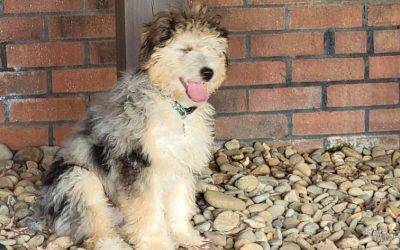 Adorable Aussiedoodle Dog for Adoption in Greer South Carolina – Adopt Buddy