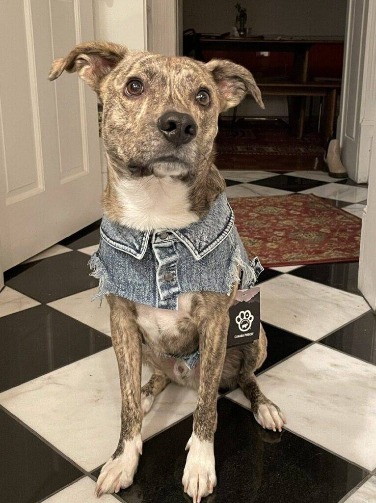 Plott hound mix dog for adoption in philadelphia