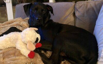 Handsome Boxer Black Labrador Retriever Mix Dog For Adoption in New York NY – Supplies Included – Adopt Bentley