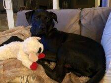 Handsome Boxer Black Labrador Retriever Mix Dog For Adoption In New York NY – Supplies Included – Adopt Bentley