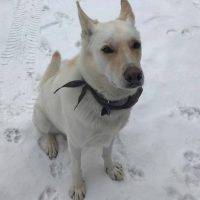 Amazing German Shepherd Siberian Husky Mix Dog ADOPTED  Sylvan Lake AB – Meet George