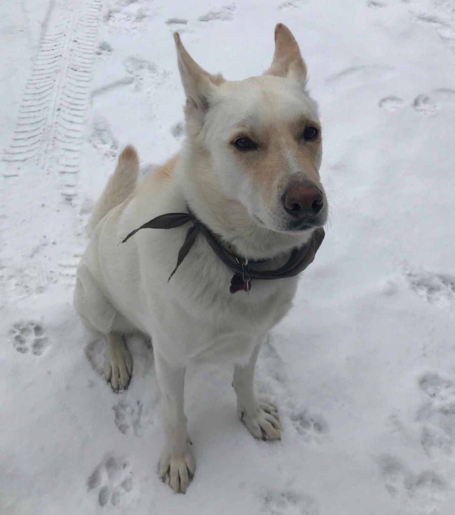 Amazing German Shepherd Siberian Husky Mix Dog ADOPTED  Sylvan Lake AB – Meet George