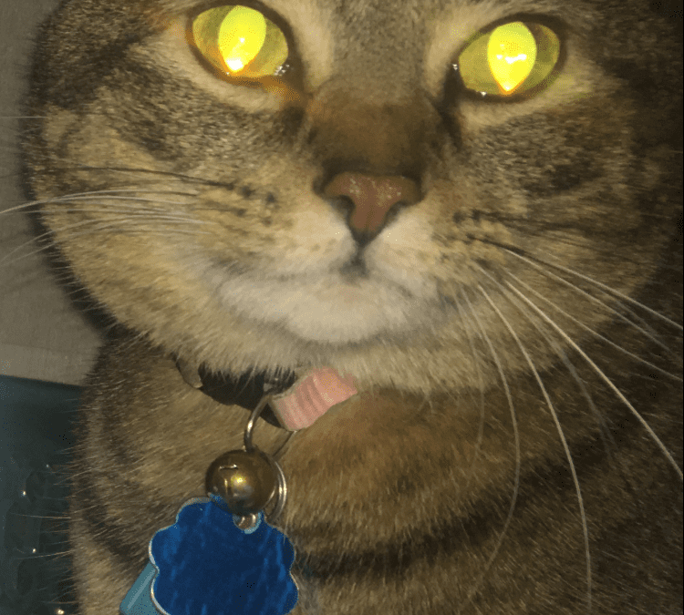 Cuddly Tabby Cat For Adoption in San Antonio Texas – Adopt Fancy