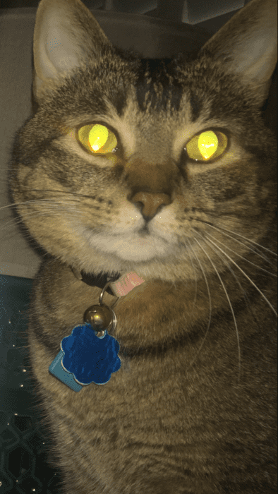 Cuddly Tabby Cat For Adoption in San Antonio Texas – Adopt Fancy