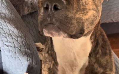 American pitbull terrier mix dog for adoption in nashville (joelton) tn – meet rocky