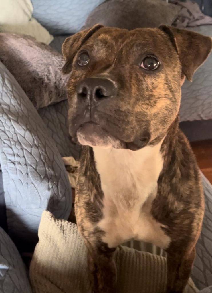 dog for adoption in nashville