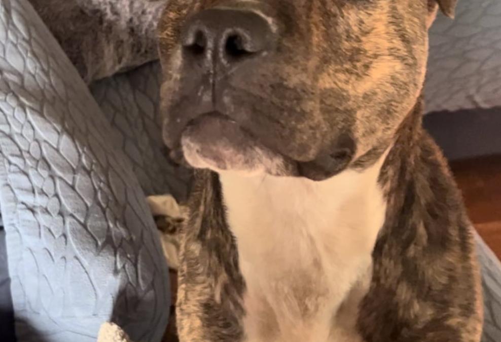 American pitbull terrier mix dog for adoption in nashville (joelton) tn – meet rocky