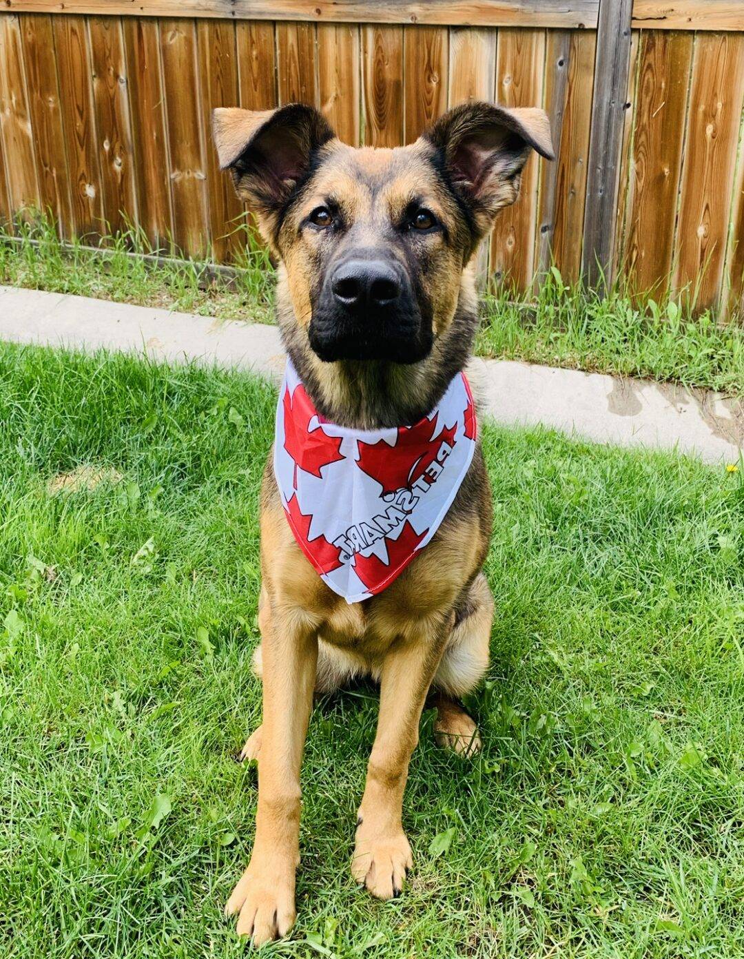 Adorable German Shepherd x Bullmastiff Mix Dog For Adoption in Calgary ...