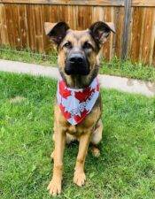 Adorable German Shepherd X Bullmastiff Mix Dog For Adoption In Calgary AB – Supplies Included – Adopt Hennessy