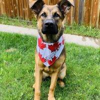 Adorable German Shepherd X Bullmastiff Mix Dog For Adoption In Calgary AB – Supplies Included – Adopt Hennessy