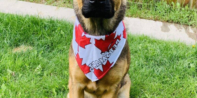Adorable German Shepherd X Bullmastiff Mix Dog For Adoption In Calgary AB – Supplies Included – Adopt Hennessy
