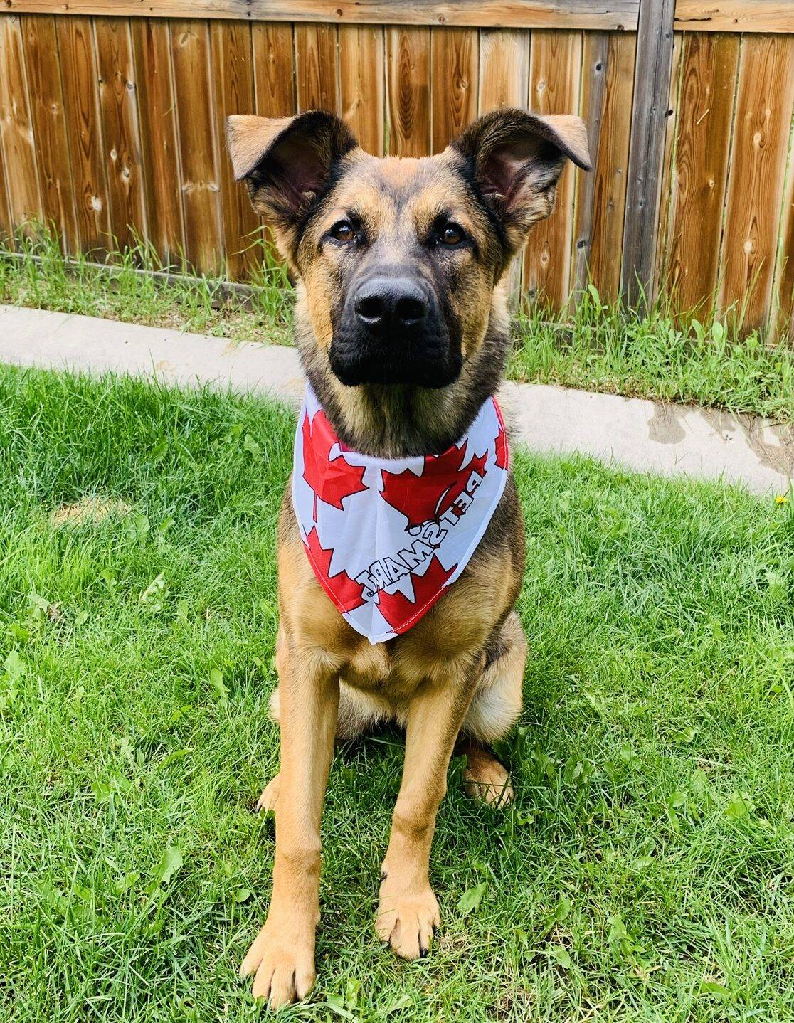 Adorable German Shepherd x Bullmastiff Mix Dog For Adoption in Calgary AB – Supplies Included – Adopt Hennessy