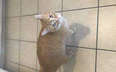 Sweet Orange Tabby Cat For Adoption in Lees Summit Missouri- Supplies Included – Adopt Sunshine