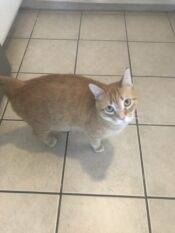Sweet Orange Tabby Cat For Adoption In Lees Summit Missouri- Supplies Included – Adopt Sunshine