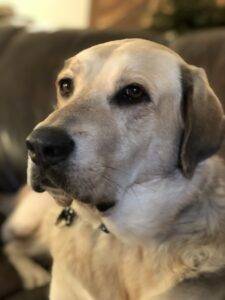 Lab and anatolian shepherd mix
