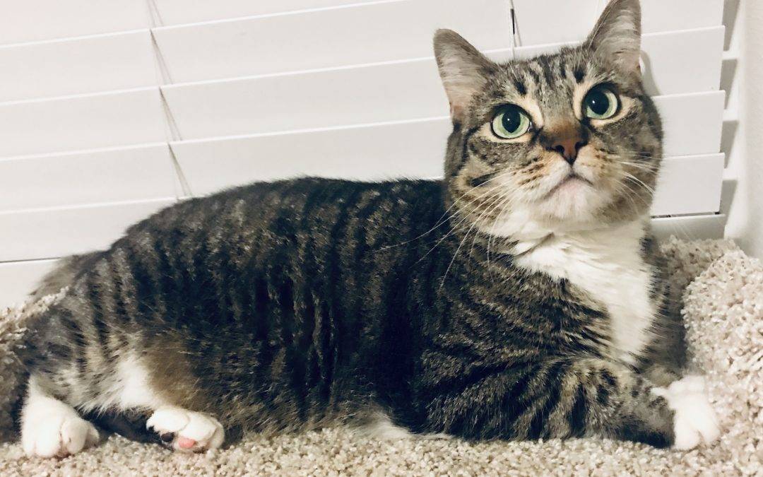 Munchkin Cat For Adoption in Katy TX – Meet Lizzie