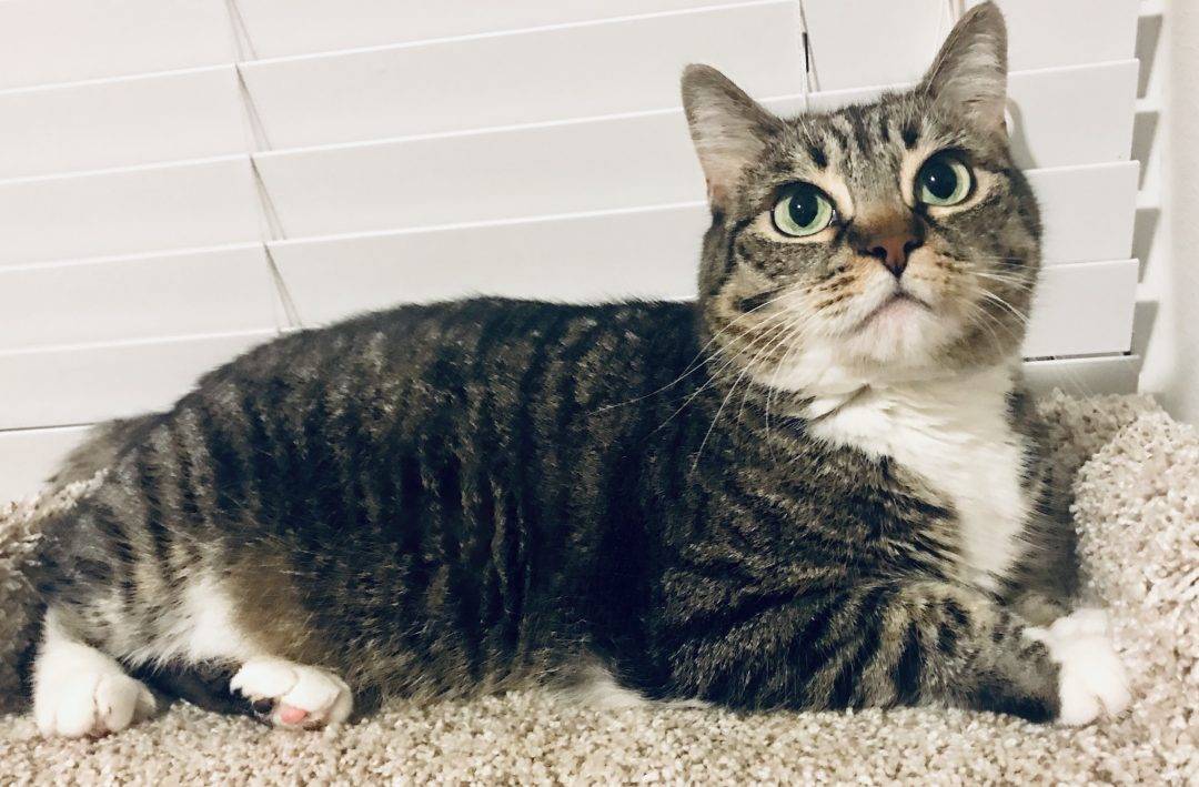 Munchkin Cat For Adoption in Katy TX Meet Lizzie