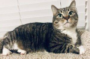 Munchkin cat for adoption in katy tx – meet lizzie