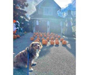 dog for adoption in Vancouver