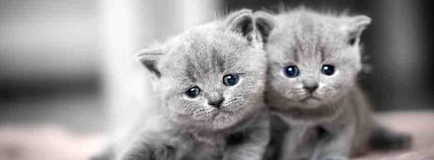 Two adorable russian blue kittens as banner for spokane pet rehoming services