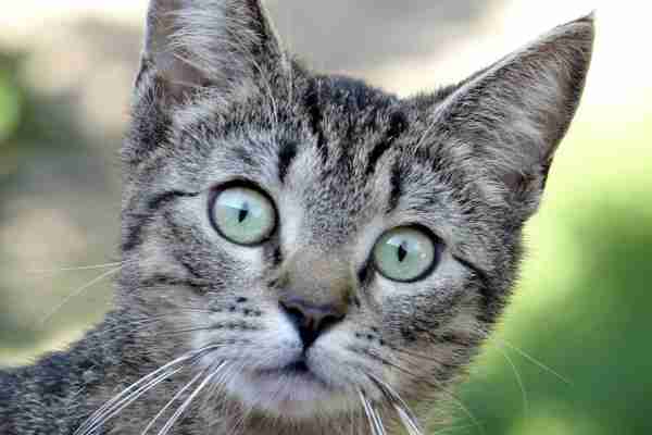 Adorable grey tabby kitten like you would find in any animal shelter in lexington kentucky.