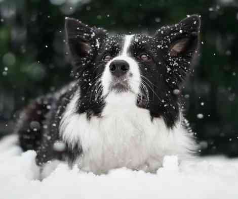 border collie in snow