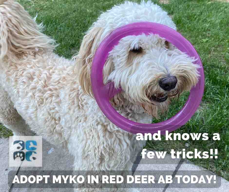Photo of myko, a blonde miniature australian labradoodle dog for adoption in red deer calgary edmonton alberta