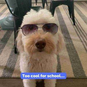 Miniature Labradoodle For Adoption in Indianapolis Indiana
