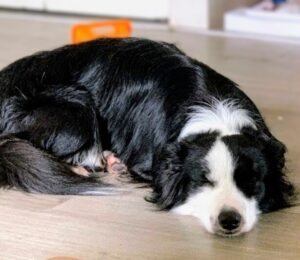 Border collie dog for adoption
